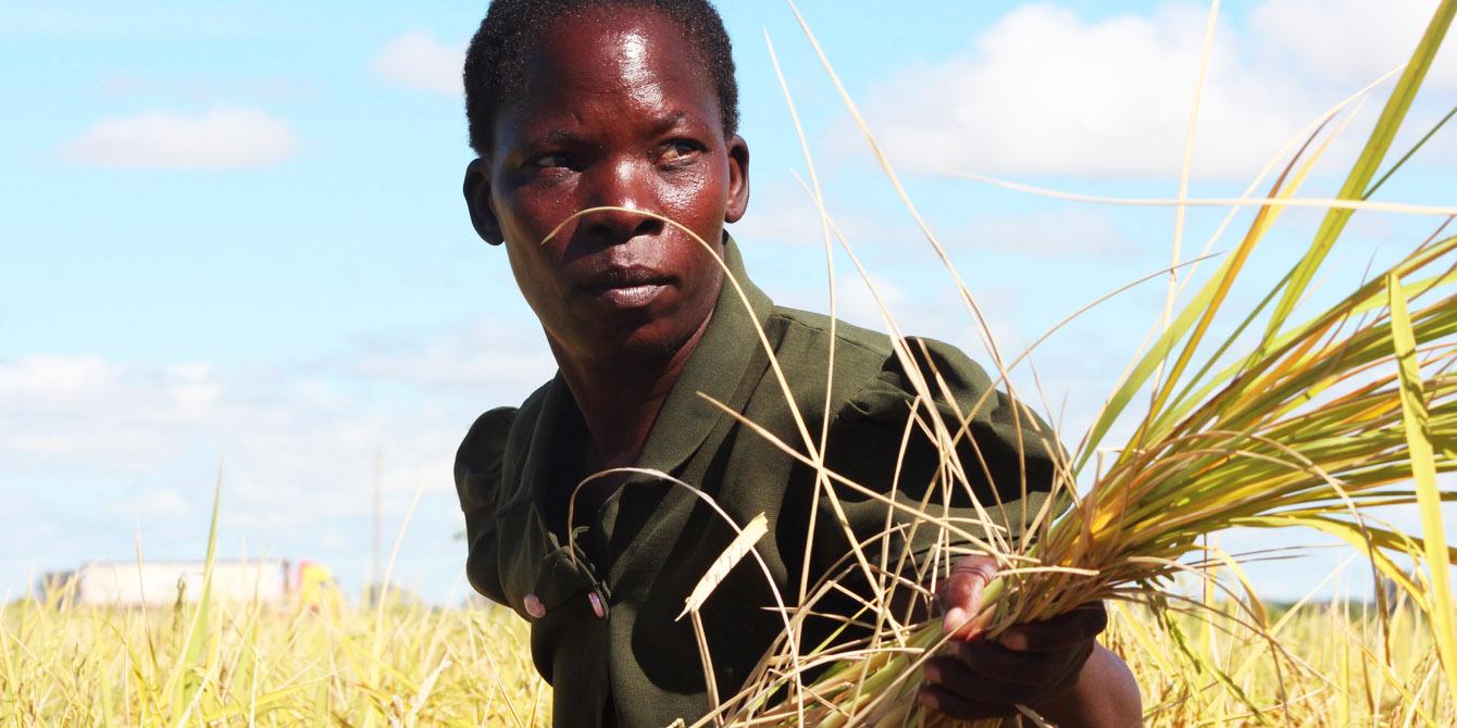 Monica Simon, 44, is one of over 1600 Tanzanian farmers supported by the Oxfam rice value chain project. Photo: Bill Marwa/Oxfam Monica Simon, 44, is one of over 1600 Tanzanian farmers supported by the Oxfam rice value chain project. Photo: Bill Marwa/Oxfam
